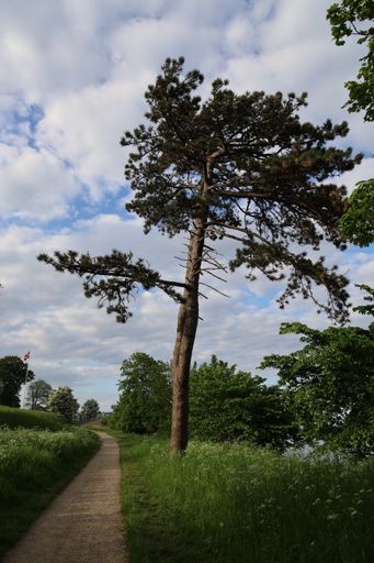 A vertical shot of a pine tree  near a narrow track in a park in Fredericia, Denmark under cloudy sky