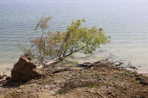 A high angle shot of a fallen tree near a lake under the light