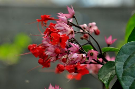 A selective focus shot of beautiful Bleeding-heart vines growing on a bright summer day