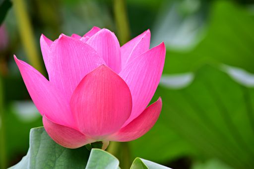 A closeup of a lotus flower surrounded by green leaves on a blurred background