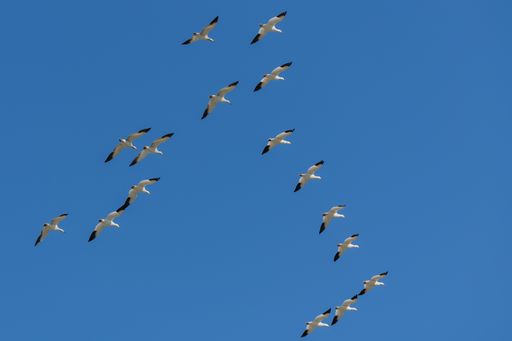 A low angle shot of geese flying in a blue sky in Canada