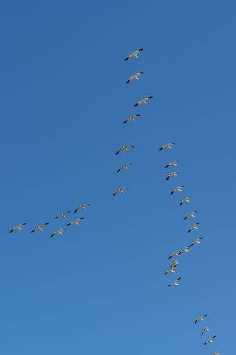 A vertical low angle shot of geese flying in a blue sky in Canada
