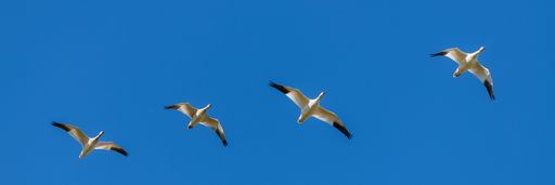 A low angle shot of geese flying in a blue sky in Canada