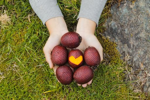 A top view of a person's hand holding tropical Aguaje or Moriche palm fruits