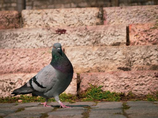 A closeup shot of a pigeon on a street