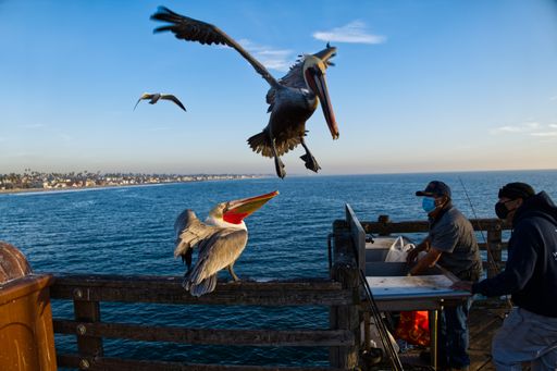 A closeup of brown pelicans landing on the pier when fishermen were cutting up their take for the day.