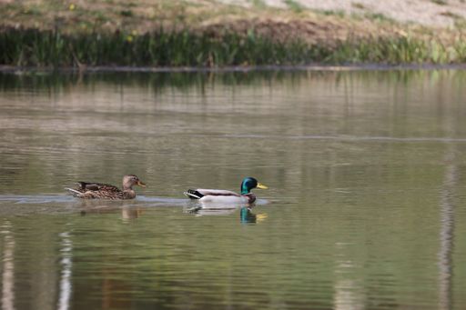 The two wild ducks swimming in the lake