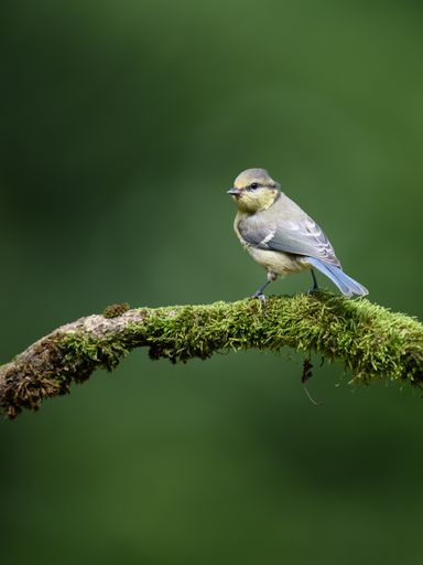 A selective focus shot of a blue tit perched on a mossy branch