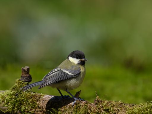 A closeup of a great tit (Parus major) perched on a wooden fence covered with grass and moss