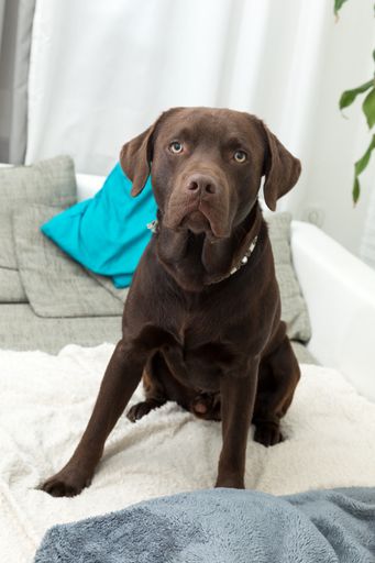 A brown Labrador Retriever sitting on the soft blanket at home