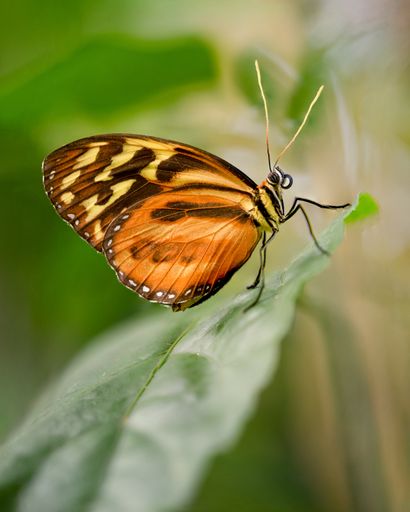 A monarch butterfly perched on a leaf