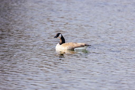 The Canada goose (Branta canadensis) swimming in the lake