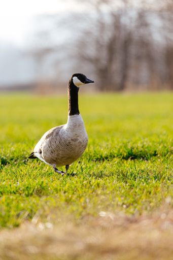 A selective focusing shot of a Canadian goose walking on green grass