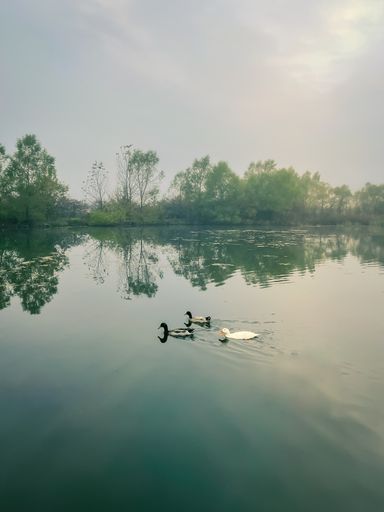 A flock of wild ducks floating on a calm lake with reflections of trees and sky on the surface