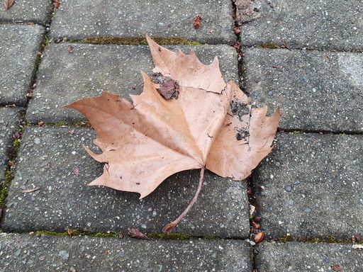 The close-up shot of a dry maple lead on a asphalt ground
