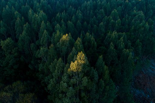 tree illuminated by the last ray of sunset sunlight in a eucalyptus forest
