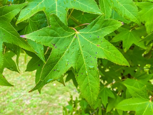 A closeup shot of dewdrops on a maple leaf taken in taken in Emmaville, Australia