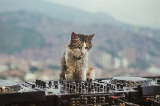 A closeup shot of a cat sitting in front of a music controller dj board