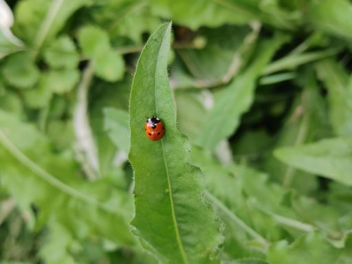A vertical top view of a small cute ladybug on the plant leaf on a blurry background