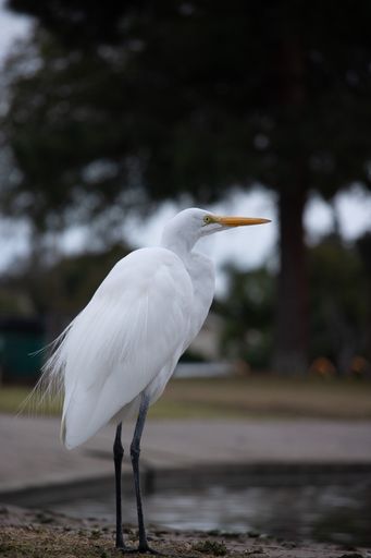 A vertical shot of a white heron perched on the shore of a lake in Lakewood, NJ