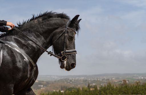 black horse with reins held by a woman's hands with cloudy sky in the background