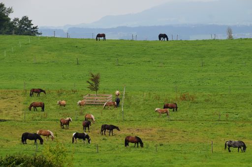 A beautiful shot of horses grazing in a field