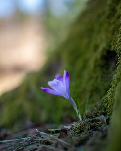 The selective focus shot of the blue Crocus scepusiensis flower