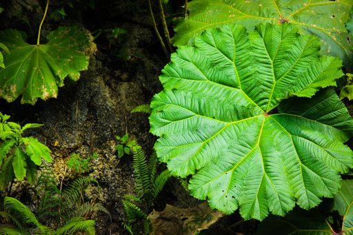 Large circular plants that grow in the rainforests of Costa Rica.