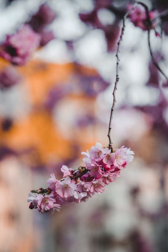 A vertical shot of beautiful cherry flowers blossoming on blurred background