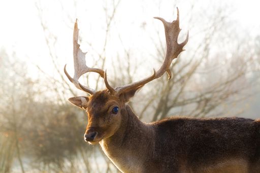 A closeup of a male deer with beautiful horns standing in a park or forest on the background of blurred trees