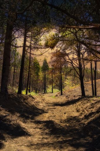 A mysterious vertical shot of thin trees in an abandoned forest with a narrow path in between