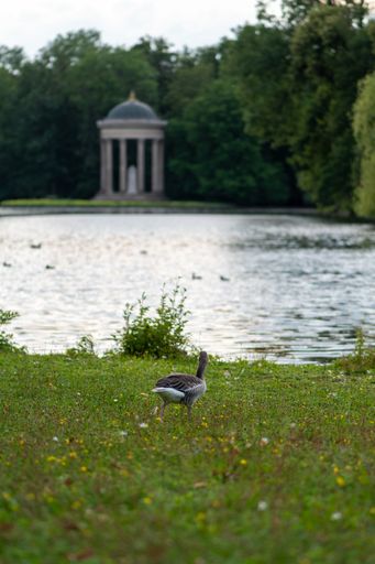 A vertical shot of a little domestic goose on the green grass near a pond