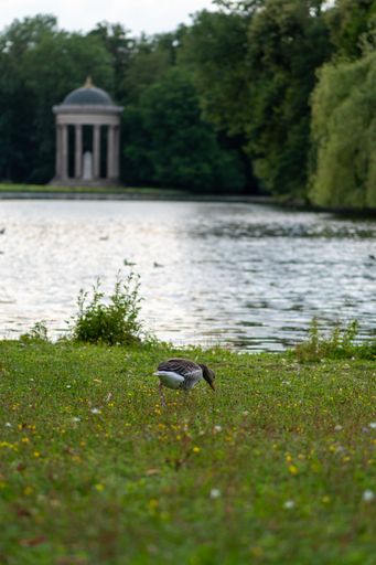 A vertical shot of a little domestic goose on the green grass near a pond