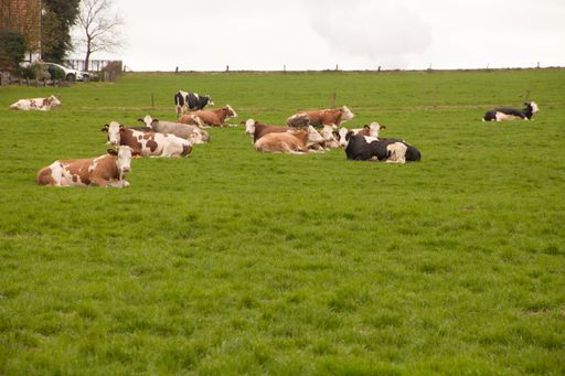 The cows lying in a lush meadow