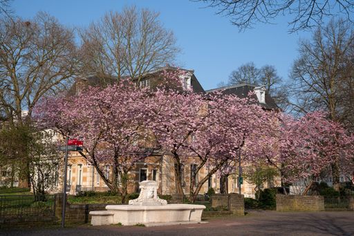 A beautiful view of the blossomed cherry trees on the street during spring in Bergisch Gladbach city