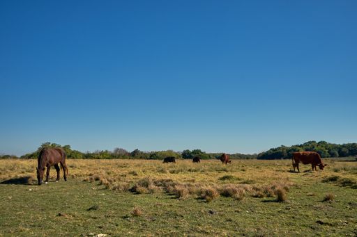 A group of cows and horses grazing in the meadow under the blue sky