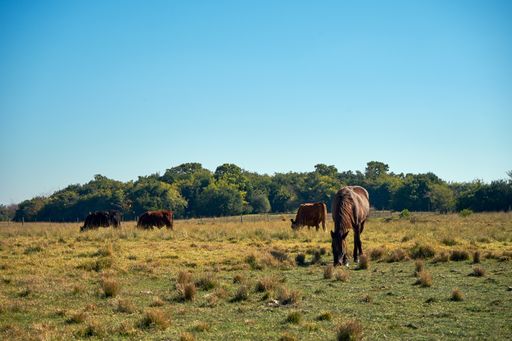 A group of cows and horses grazing in the meadow under the blue sky