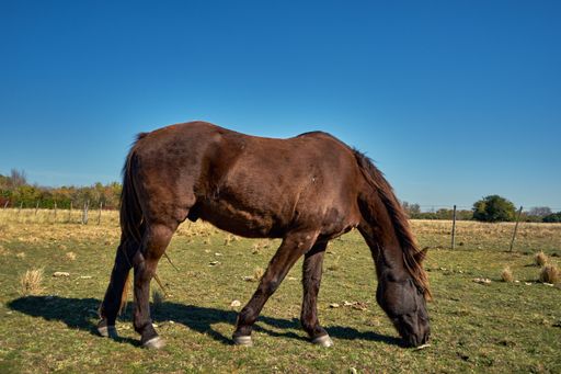 A horse grazing in the meadow under the blue sky