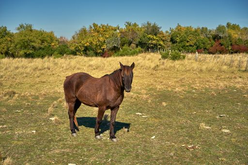 A horse grazing in the meadow under the blue sky