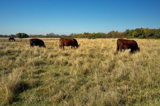 A group of cows and horses grazing in the meadow under the blue sky