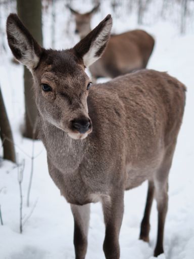 a vertical shot of Red deer walking in the forest during snow.