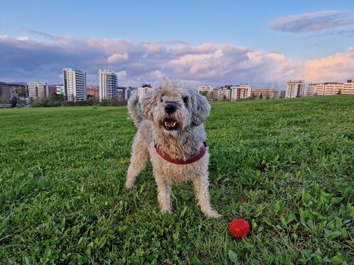 a close up shot of Soft-coated Wheaten Terrier dog playing on the grass.