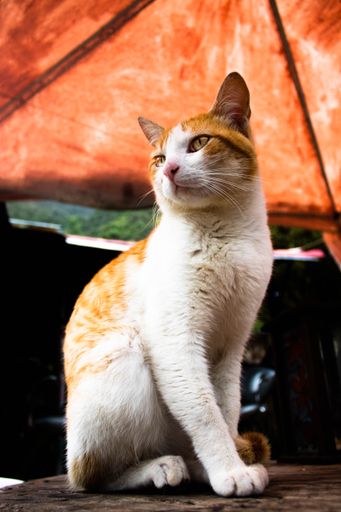 A closeup shot of a red and white shorthair stray cat sitting on the ground in the street during daytime with blurred background