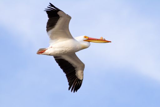 A low angle shot of an American white pelican flying on a blue sky in bright sunlight