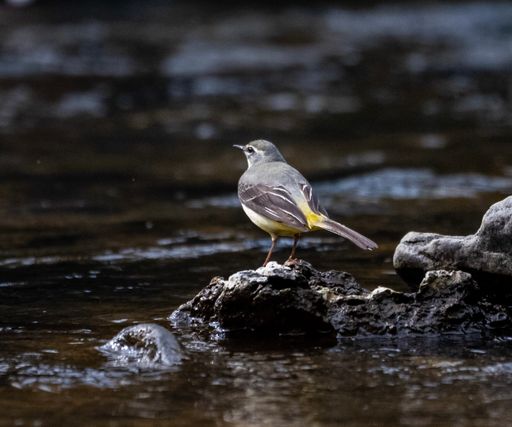 A closeup shot of a Gray wagtail bird perched on a rock