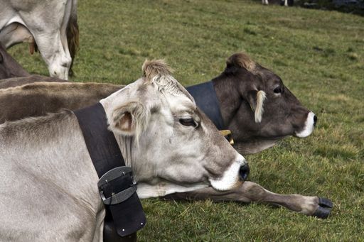 A closeup of cows lying on the ground covered in greenery under the sunlight at daytime
