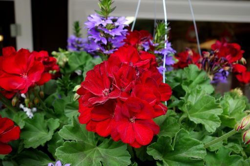A beautiful vertical closeup shot of red geraniums with more flowers and greenery on a background