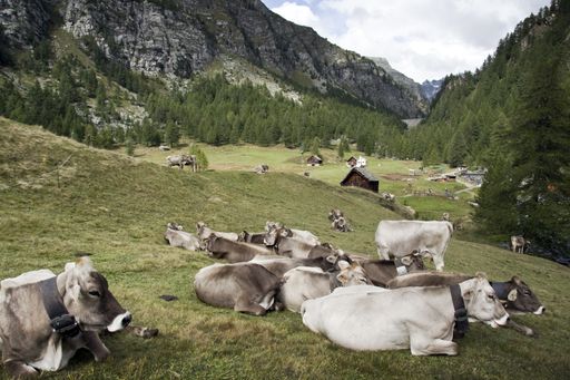 A group of cows lying on the ground surrounded by hills covered in greenery under the sunlight