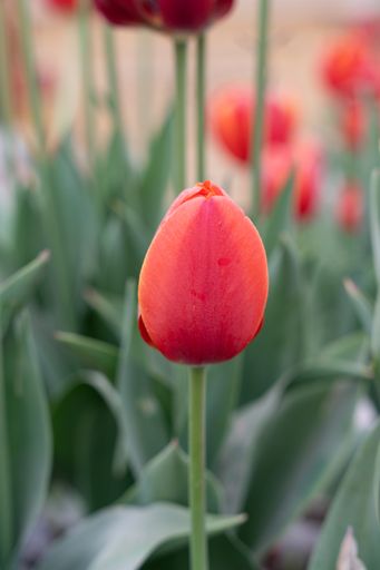 A selective focus of beautiful red tulips growing in the park