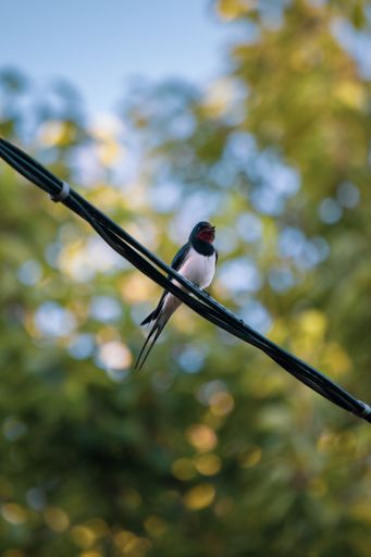A closeup of an adorable common swallow bird sitting on the wire on a background of trees
